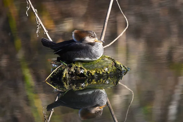 Dişi Başlıklı Merganser Lophodytes Guguk Kuşu San Joaquin Marsh Ocak — Stok fotoğraf