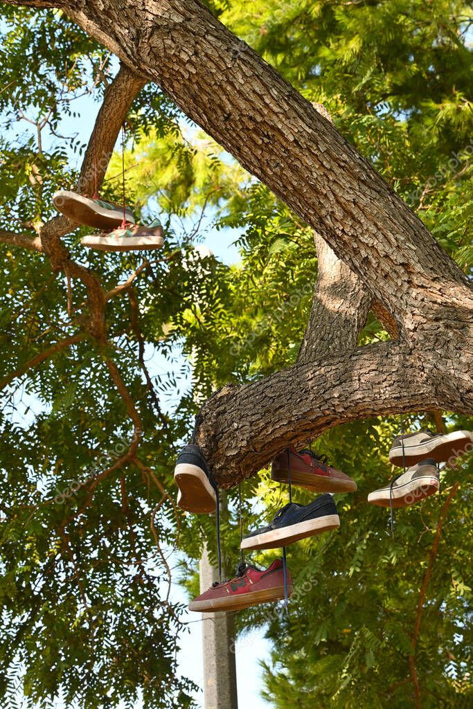 IRVINE, CALIFORNIA - 5 NOV 2023: Pairs of Skate Sneakers hanging in a tree at the Stake Park in Harvard Community Athletic Park.