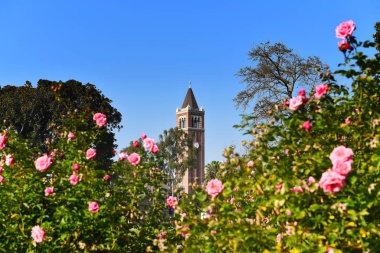 LOS ANGELES, CALIFORNIA - 4 DEC 2024: The clock tower of Mudd Hall of Philosophy at USC the University of Southern California, seen from the Exposition Park Rose Garden. clipart