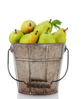 A metal bucket full of fresh picked Bartlett Pears. Vertical format over a white background with reflection. clipart