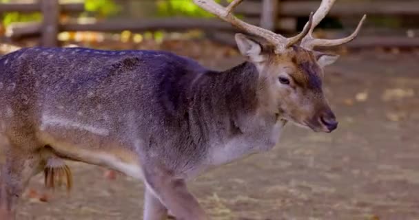 動物園の庭に大きな角を持つフォール鹿 4Kビデオ — ストック動画