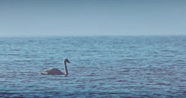 Cisne Nadando Lago Mar Hermosa Mañana Cámara Lenta Video — Vídeo de stock