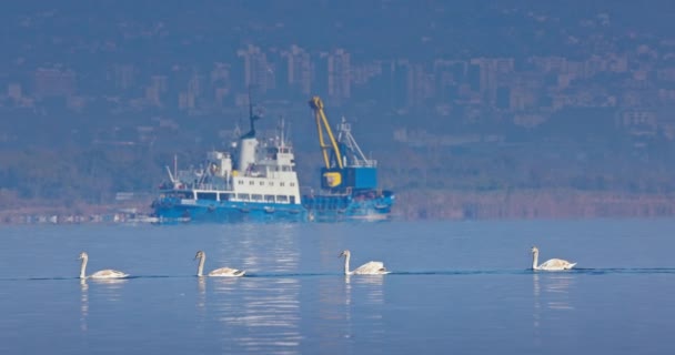Família Pássaros Cisnes Nadando Lago Mar Perto Navio Industrial Cidade — Vídeo de Stock