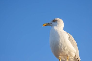 Mavi gökyüzünde martı kuşu.