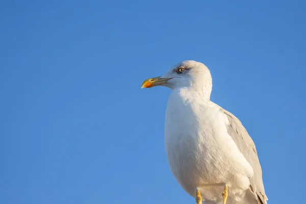 Mavi Gökyüzünde Martı Kuşu — Stok fotoğraf