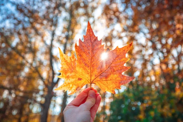 Χέρι Φύλλο Σφενδάμου Κατά Φθινοπωρινό Δέντρο Χρώμα Φθινόπωρο Ένα Δάσος — Φωτογραφία Αρχείου