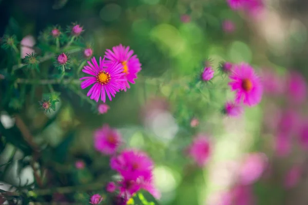 緑の背景がぼやけている花畑の美しいピンクの花 — ストック写真