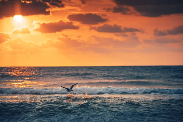 Gaivota Voadora Sobre Ondas Azuis Mar Praia Nascer Sol — Fotografia de Stock