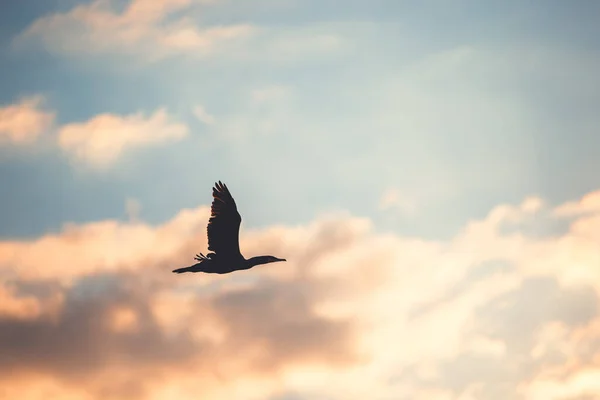 Silhouette Flying Bird Cormorant Flying Sky — Stock Photo, Image