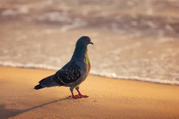 風光明媚なビーチの日の出の間に海の砂の上に鳩 — ストック写真