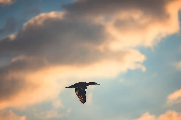 Silhuett Flygande Fågel Skarv Flyger Himlen — Stockfoto