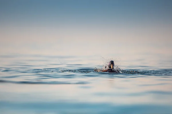 Pássaro Pato Selvagem Flutuando Uma Água Lago Calmo Mar Nevoeiro — Fotografia de Stock