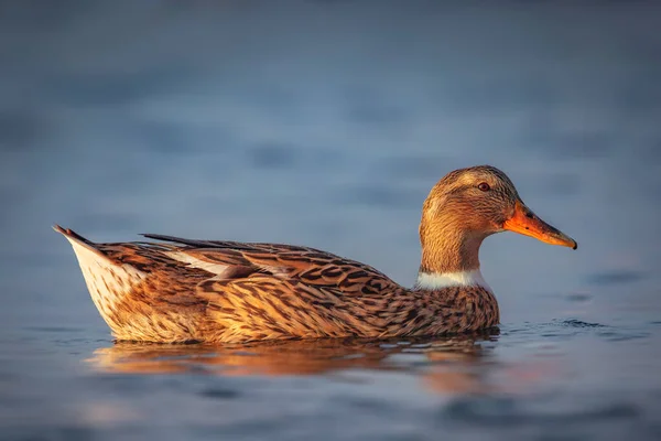 Wild Duck Bird Floating Water Calm Lake Sea Fog — Stock Photo, Image