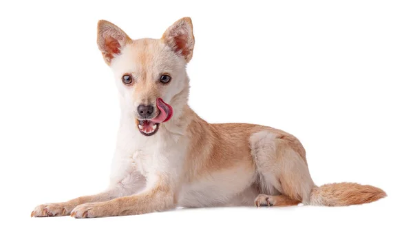 Cute Zabawny Pies Meksykański Chihuahua Lub Rosyjski Toy Terrier Językiem — Zdjęcie stockowe