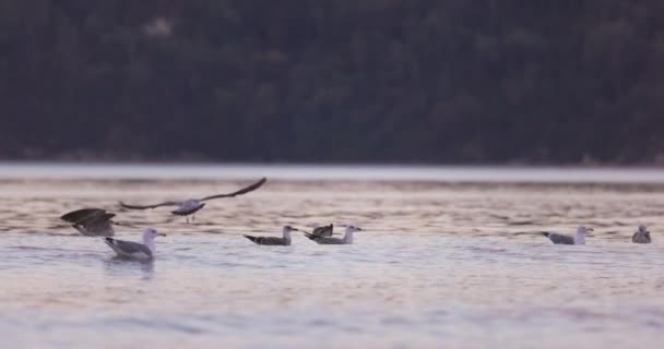 Wildlife Animals Sea Seagulls Floating Water Video — Stock videók