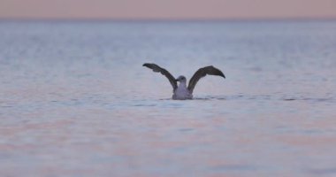 Seagull bird small wildlife seabird  floating in sea lake with sunlight reflection in water, 4k video
