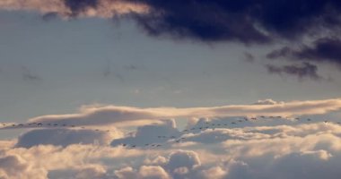 Flock of wildlife birds flying free in the blue sky with clouds, scenic aerial sunrise in 4k slow motion video