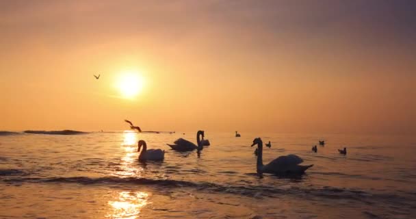 Wildlife Birds Nature Foggy Beautiful Sunrise Sea Water Floating Swans — 图库视频影像