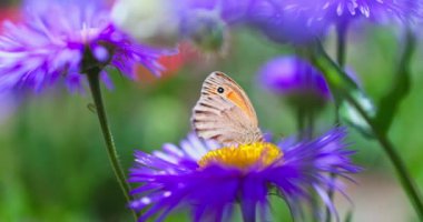Butterfly wildlife insect gathering honey from pink blooming flowers in a garden 4k fhd video