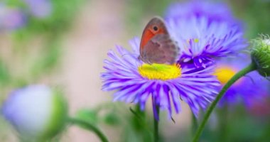 Spring or summer nature landscape of flying butterfly over flowers and green plants in a field, 4k video