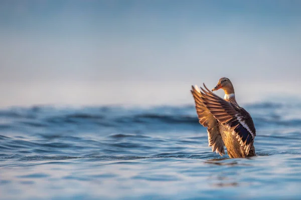 Wildlife Water Duck Floating Blue Sea Water — Stock Photo, Image