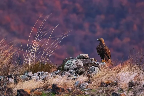 Golden Eagle Bird Wild Raptor Dangerous Predator Eating Prey Nature — Foto Stock