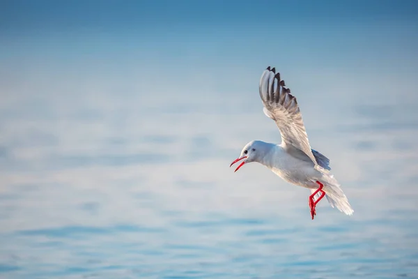 Wildlife Seagull Bird Flying Sea Water — Stock Photo, Image
