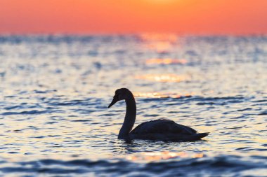 Denizde beyaz kuğu silueti, gündoğumu vuruşu