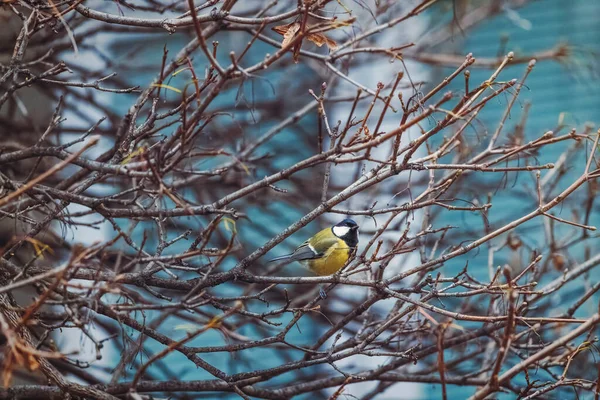 Blue Tit Small Bird Sitting Winter Tree Branch — Stok fotoğraf
