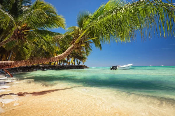 Palm Trees Wild Tropical Beach Speed Boat Caribbean Sea Romana — ストック写真