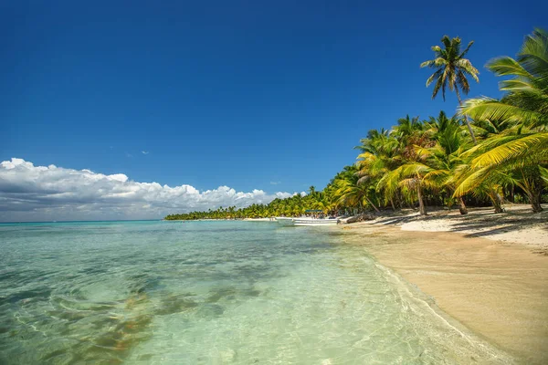 Tropical Island Beach Shore Exotic Palm Trees Turquoise Caribbean Sea —  Fotos de Stock