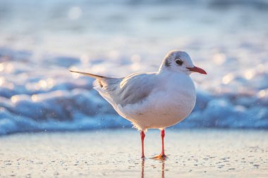Seagull on the beach sand against the sea waves