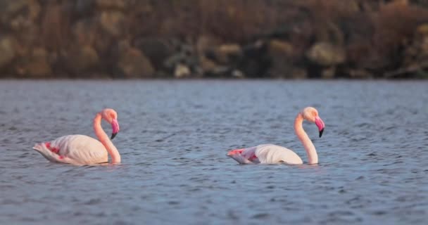 Stado Różowych Flamingów Karmiących Żywność Wodzie Jeziora Morskiego Flamingo Lecący — Wideo stockowe