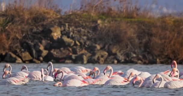 海の湖の水の中にピンクのフラミンゴの餌の群れ 空を飛ぶフラミンゴ — ストック動画