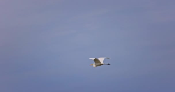 Flying White Heron Wildlife Bird Sky Lake Water Video — Vídeo de Stock