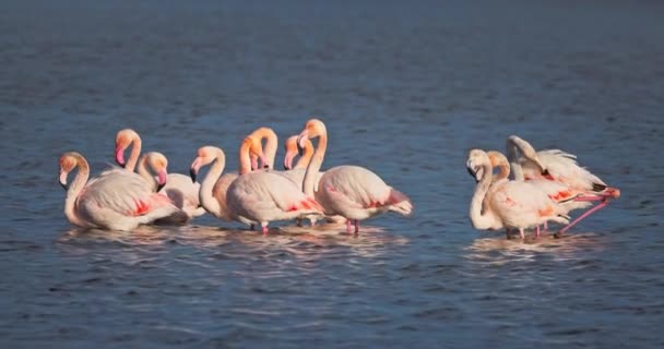 Hejno Růžových Plameňáků Krmí Potravu Mořské Vodě Flamingo Létající Obloze — Stock video