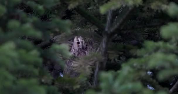 Длинноухая Птица Сова Наблюдает Ветки Сосны Таинственном Лесу — стоковое видео