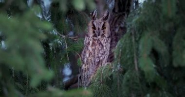 Long-eared owl wildlife bird watching from a pine tree branch in a mystery wood