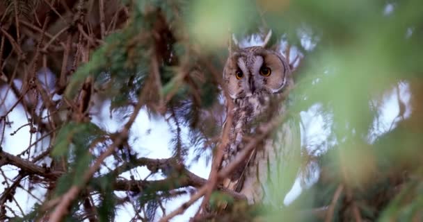 Long Eared Owl Wildlife Bird Watching Pine Tree Branch Mystery — Stok video