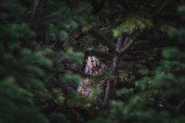 Long-eared owl wildlife bird watching from a pine tree branch in a mystery wood