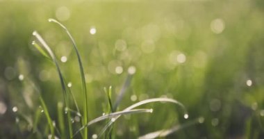 Dağ otlağındaki taze yeşil çimlerin üzerinde sabah çiği, güzel bahar ormanı manzarası.