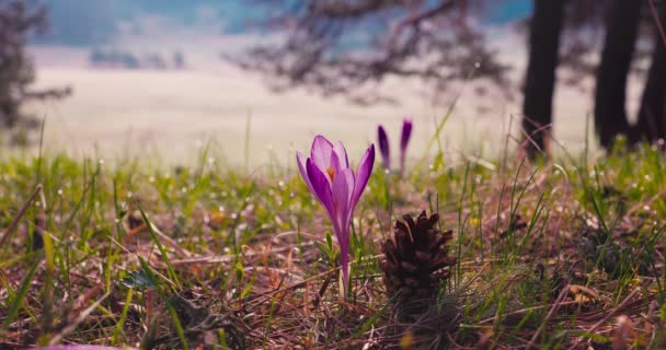 山の牧草地 美しい春の森の風景に新鮮な緑の草や野生のクロッカスの花以上の朝の露 — ストック動画