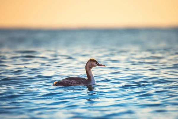 Great Crested Grebe Floating Sea Water Sunrise — Stock fotografie