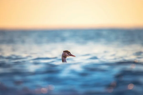 Grote Kuif Grebe Drijvend Het Zeewater Bij Zonsopgang — Stockfoto