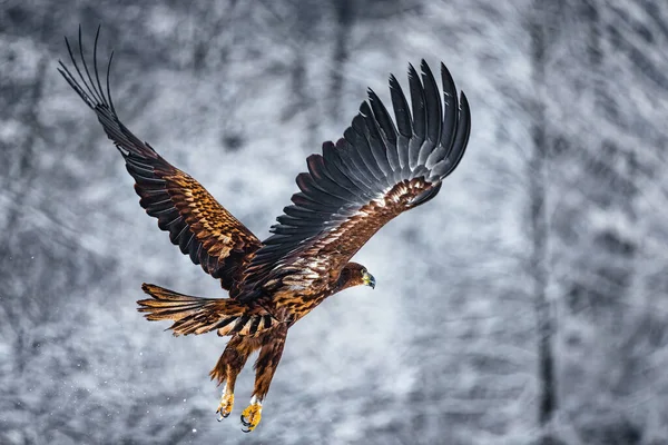 Літаючий Золотистий Білий Хвостовий Орел Відкритими Крилами Атакує Посадку Махоподібної — стокове фото