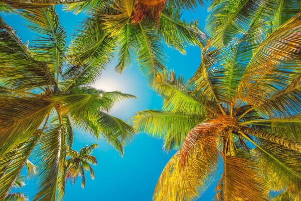 Palm Trees Tropical Beach Dominican Republic — Stock Photo, Image