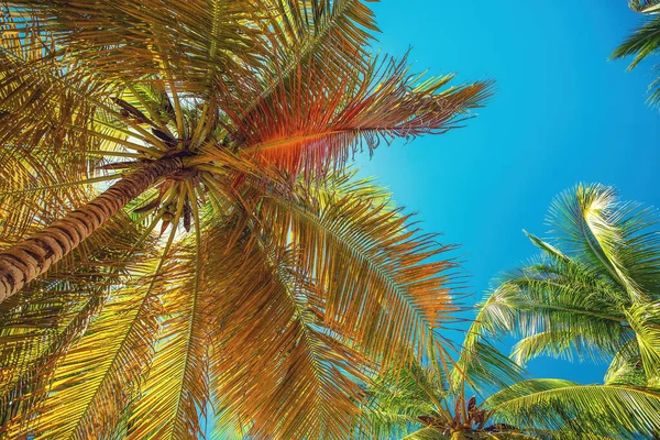 棕榈树和热带海滩在蓬塔卡纳 多米尼加共和国 — 图库照片
