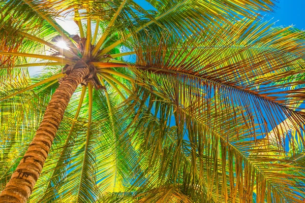 ドミニカ共和国の熱帯ビーチにあるヤシの木 — ストック写真
