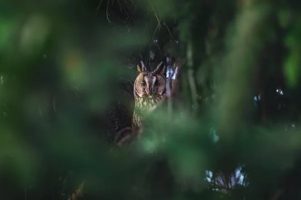 Long Eared Owl Wildlife Bird Watching Pine Tree Branch Mystery — 스톡 사진
