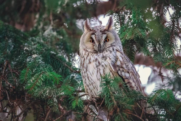 Long Eared Owl Wildlife Bird Watching Pine Tree Branch Mystery — Stok fotoğraf